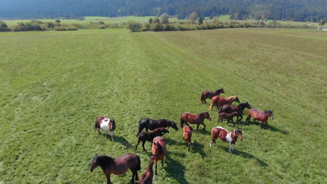 drone flying over various brown horses stand on green meadow and graze grass on the farmland