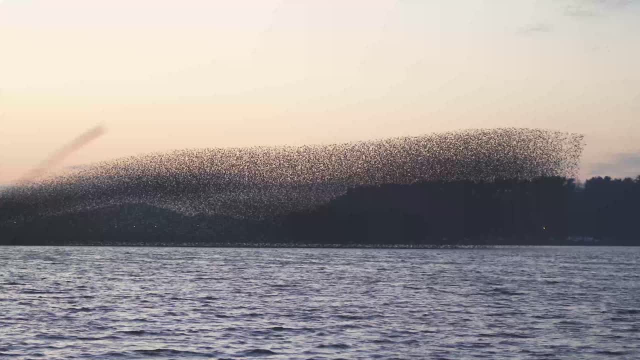 Birds migrating in South Korea during winter (3840x2160, 29.97fps) during sunset.