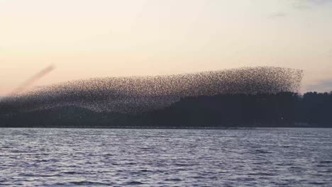 birds migrating in south korea during winter (3840x2160, 29.97fps) during sunset.
