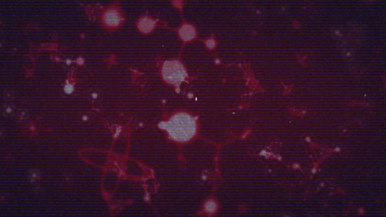 On start glowing red nodes pulsing and drifting across dark red field forming living network