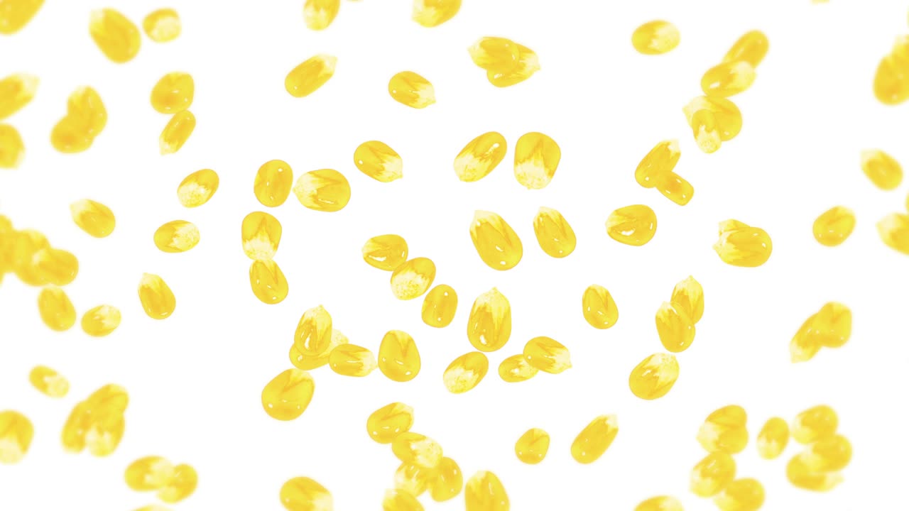 색 배경에 많은 옥수수 어리를 날려. 노란 달한 옥수스 씨. 채식주의자. 건강한 음식. 옥수수가 회전하는 3d 루프 애니메이션.