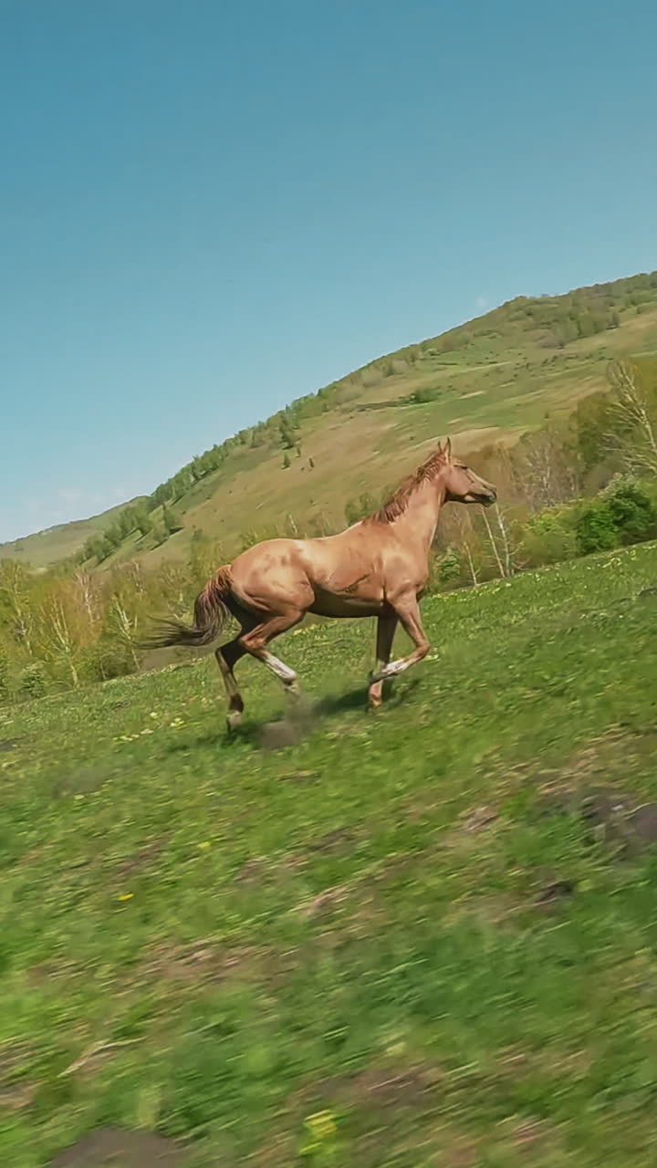Sorrel horse runs away from excited young stallion along fresh green field aerial view. Equine couple plays in hilly valley under clear sky slow motion