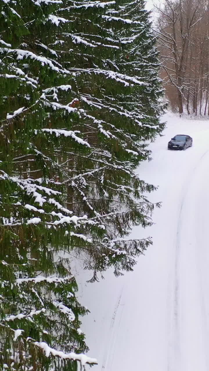 Coniferous trees in snow. Beautiful forest with a country road covered with snow. Car in woodland.Tranquil atmosphere of winter nature. Vertical video