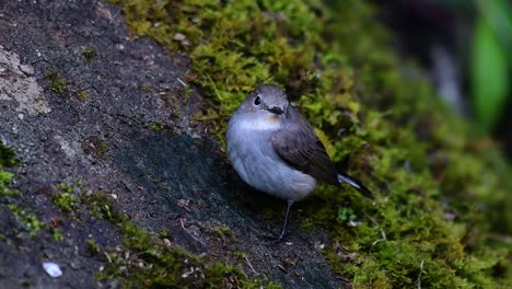 taiga flycatcher, female,