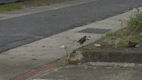 Nahaufnahme-Eines-Gewöhnlichen-Myna-Vogels,-Der-Abends-Neben-Einer-Straße-Spazieren-Geht-Und-Nach-Nahrung-Sucht