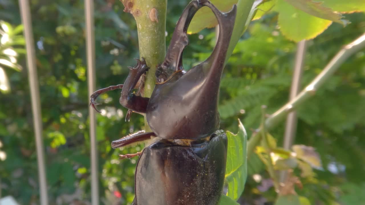 un escarabajo de cuerno descansando en una rama de una planta, este animal es marrón y tiene cuernos