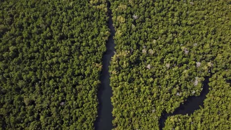 Beautiful-drone-view-of-pristine-tropical-rainforest-and-river-in-Kenya,-Africa