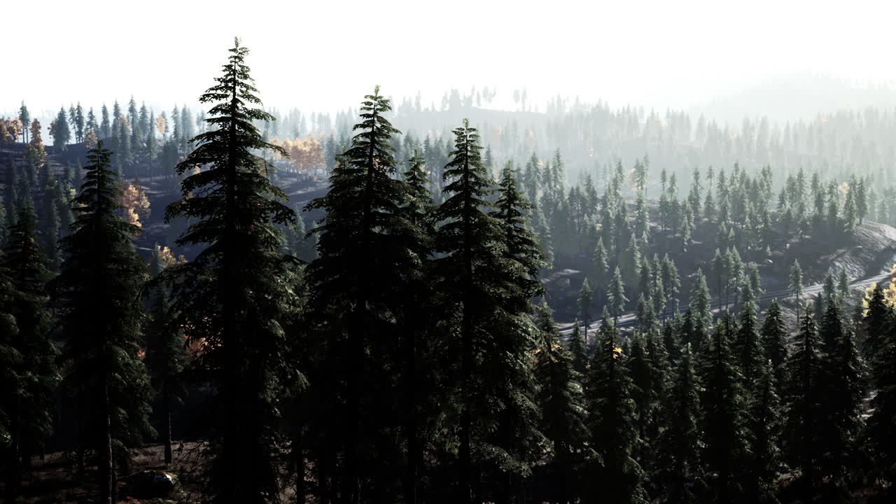 산에 있는 안개로  ⁇ 인 나무들