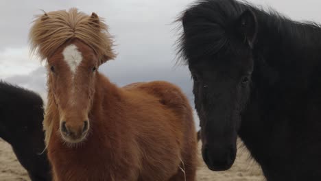 castaño esponjoso con melena de lino y caballos islandeses negros miran a la cámara