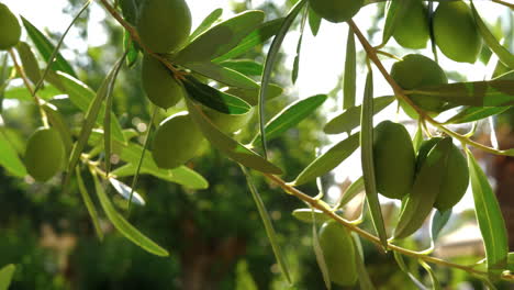 Olive-tree-branch-on-sunny-day