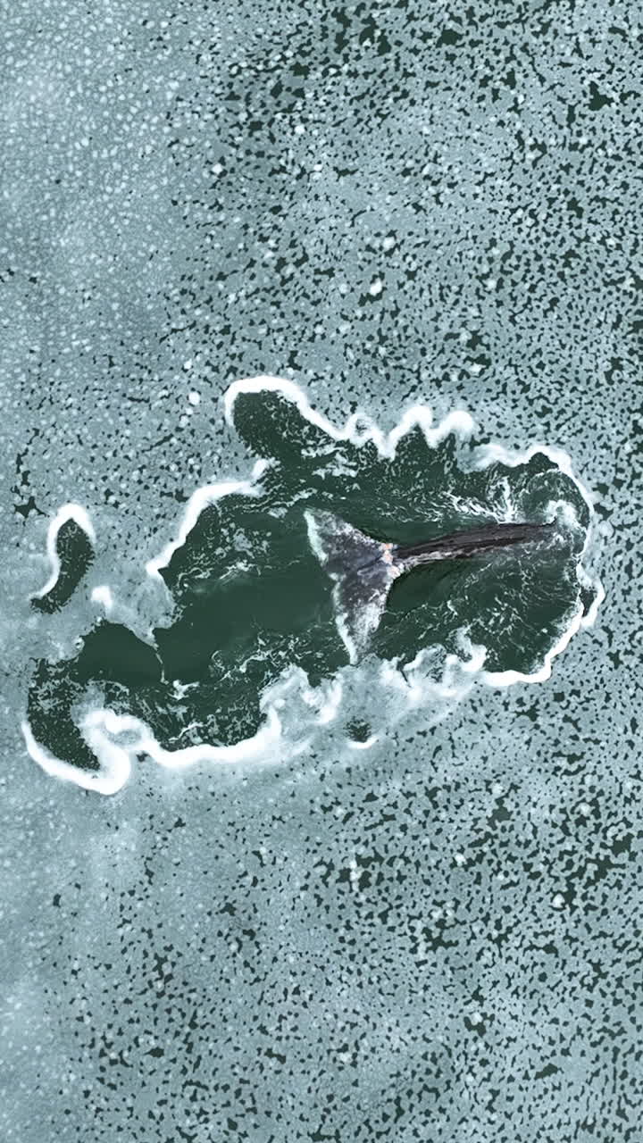 Vertical aerial view above a Grey Whale diving into the foamy ocean, cloudy day