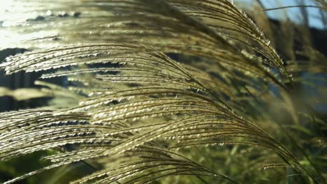 hd yellow, green grass blowing in the wind in slow motion