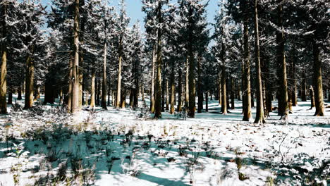 sunset or sunrise in the winter pine forest covered with a snow