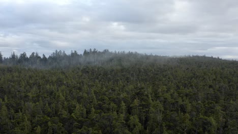 misty conifer forest at tofino coast nature park in vancouver island, canada