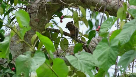 comiendo frutas como se ve en lo profundo del follaje del árbol a medida que la cámara se acerca, la ardilla a rayas birmana tamiops mcclellandii, tailandia