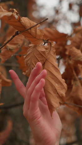 mano delicada alcanzando para tocar y arrancar una hoja seca de otoño de una rama de árbol en un bosque sereno, capturando la esencia del cambio estacional y la frágil belleza de la naturaleza en el otoño