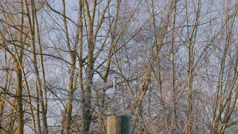 Vögel-über-Einem-Zugefrorenen-See-Im-Thetford-Nonnenkloster-Lake-England