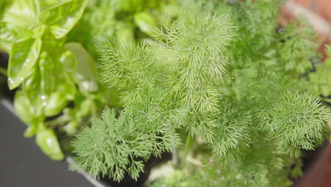 fresh dill from the garden homegrown herbs top shot close up