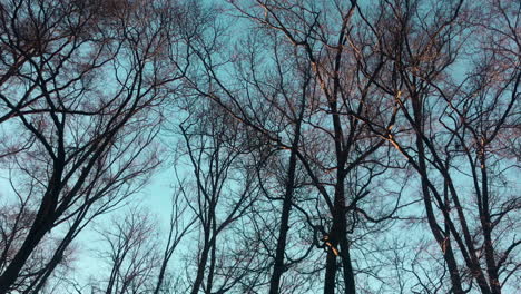 beautiful leafless trees with teal sky