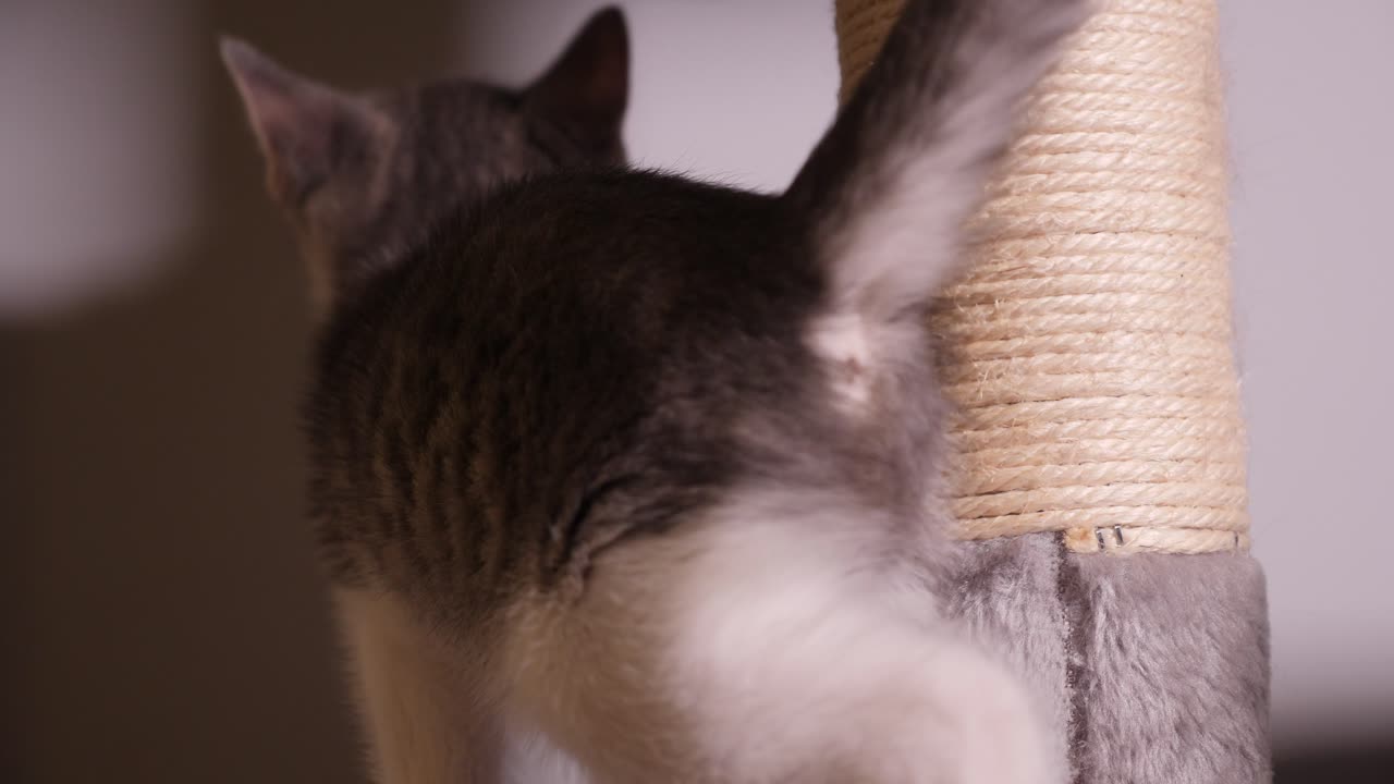 маленький серебристый котенок прыгает на дереве для кошек