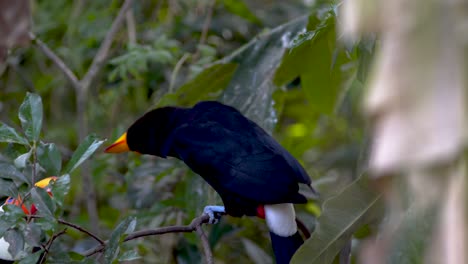 Un-Gran-Tucán-Toco-Descansando-En-Una-Rama-Rodeada-De-árboles-Preparándose-E-Interactuando-Con-Sus-Compañeros-En-La-Naturaleza