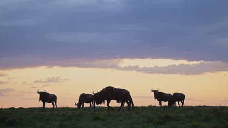 Gnusherde-Unter-Dramatischen-Gewitterwolken-In-Der-Regenzeit-Unter-Stürmischem-Orangefarbenem-Himmel,-Große-Wanderung-In-Afrika-Von-Der-Masai-Mara-In-Kenia-Zur-Serengeti-In-Tansania-Mit-Kopierraum