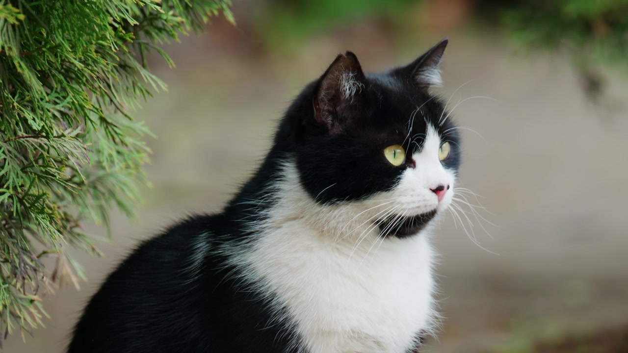 Primo piano di un gatto tuxedo con un caratteristico manto bianco e nero, occhi giallo-verdi brillanti e un naso rosa.