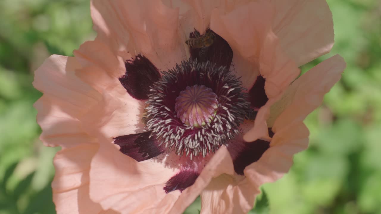 희미한 분홍색 포피 꽃 안으로 기어다니는 바쁜 먹이를 찾는 벌