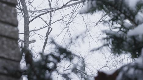 Snowstorm-blowing-through-bushes-and-shrubs