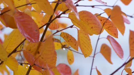 ramas de abedul cubiertas por hojas amarillas en descomposición durante el otoño en un día lluvioso que sopla el viento - toma estática de cerca
