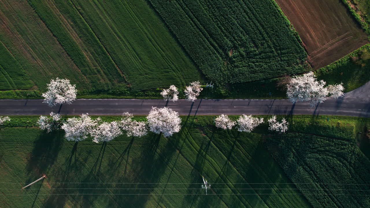 ⁇ 은 아침에 꽃 피는 체리 나무의 골목 위의 비행