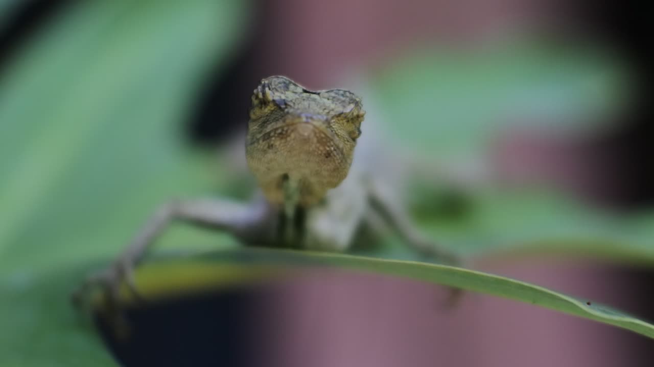 날아다니는 게코가 있는 도마뱀