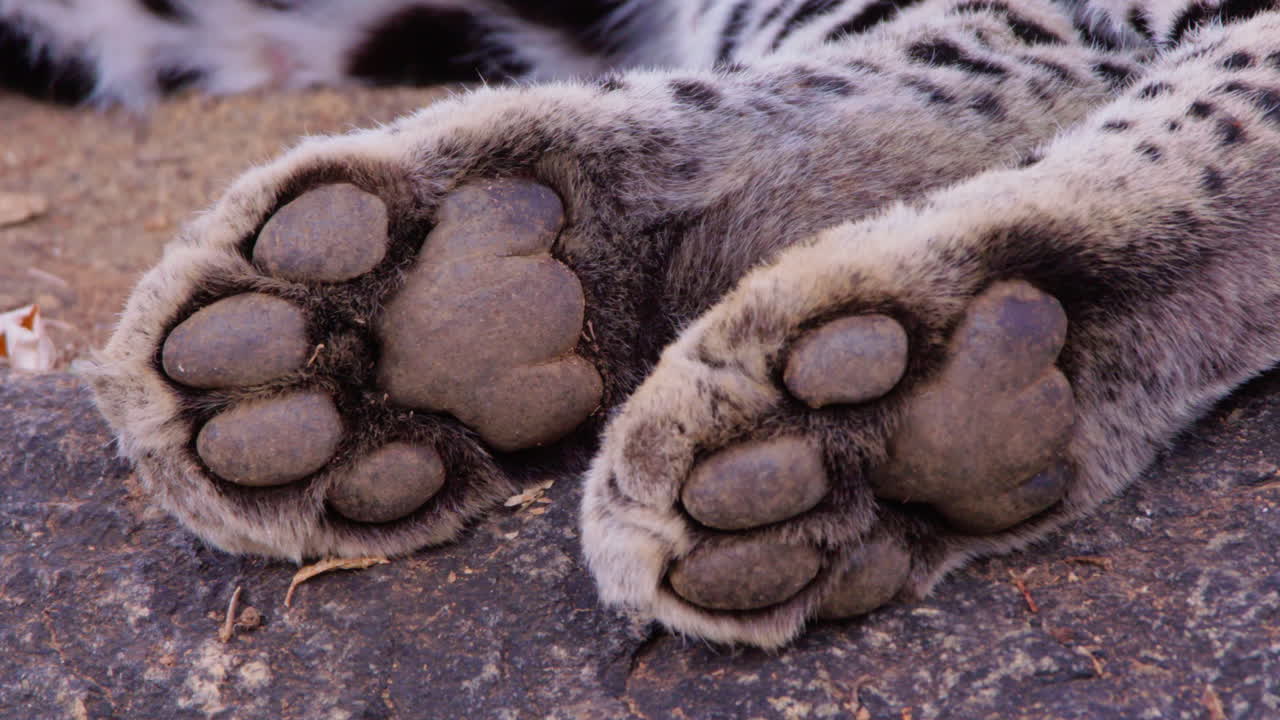 Leopards paw resting on a rock in the dry savannah