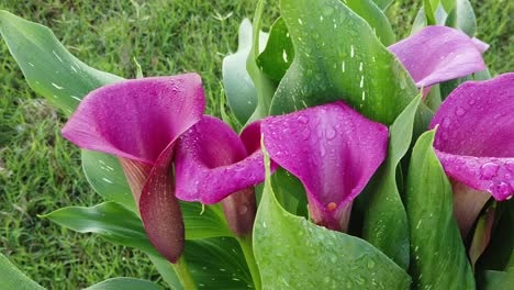 Zeitlupen-LKW-Bewegung-Direkt-Auf-Rosa-Calla-Lilie