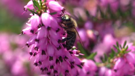 aggressive bee collecting pollen of pretty pink flower in sunlight,macro view