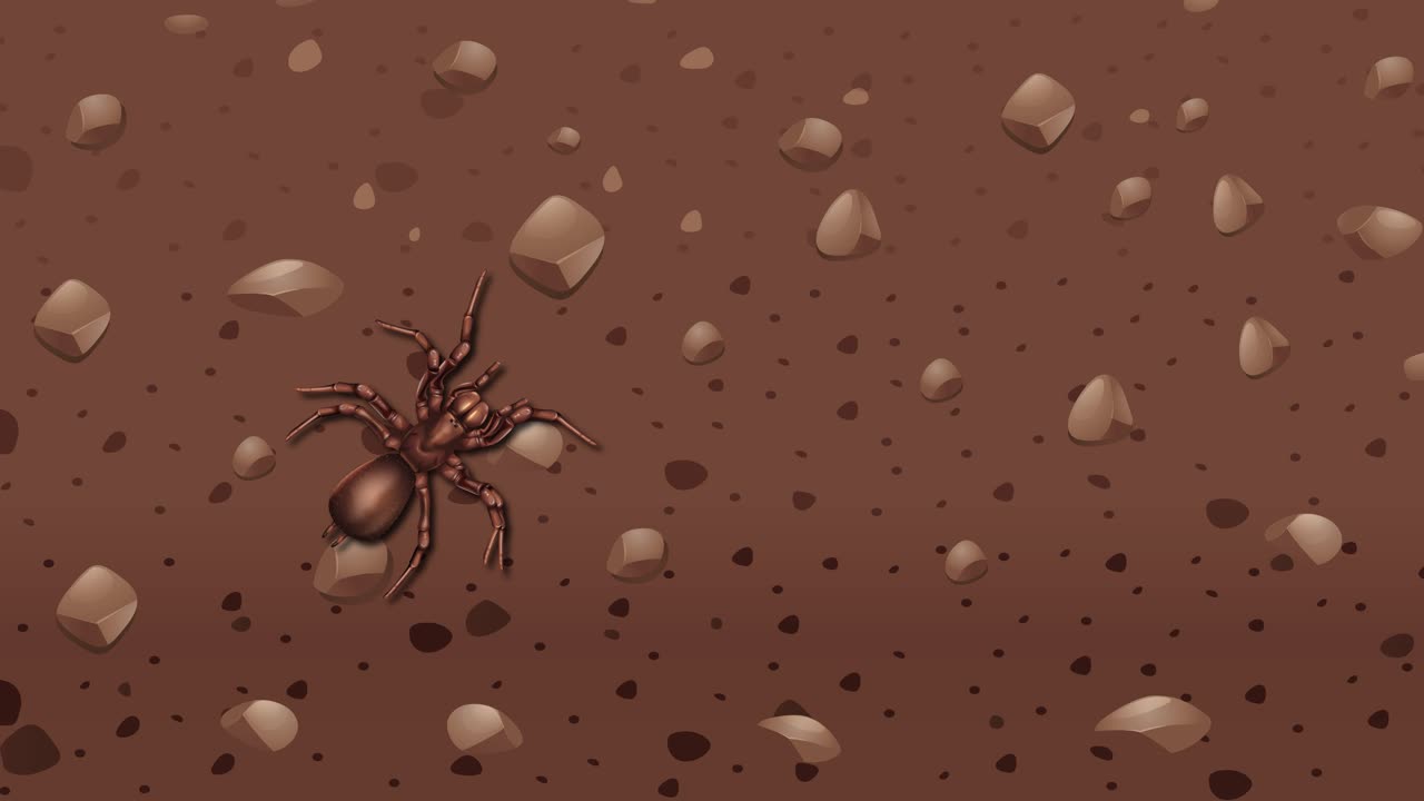 거미 는 바위  의 환경 을 가로지르고 있다