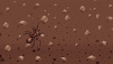 una araña atraviesa un entorno de suelo rocoso