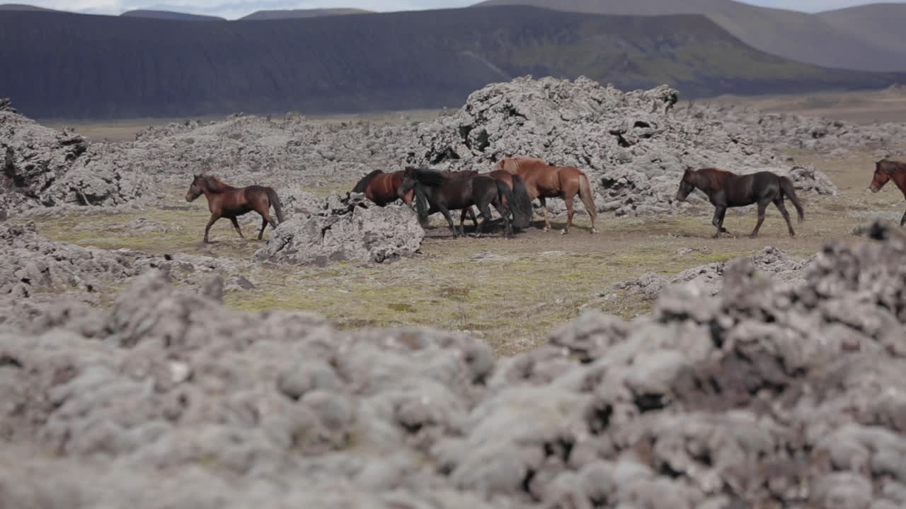 Icelandic Horses in Volcanic Landscape
