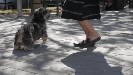 static view of happy dog playing with his owner by throwing a ball. day