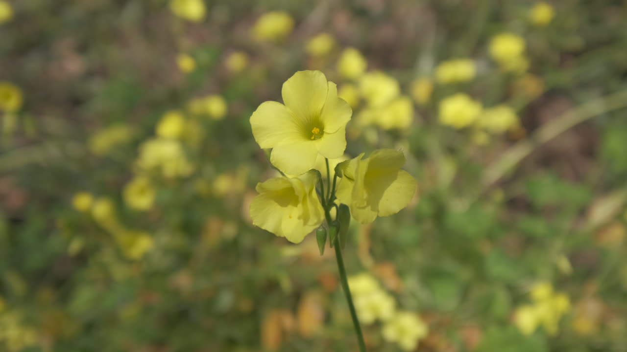Gul oksekløver blomstrer på grøn mark om foråret