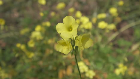 common yellow woodsorrel wood sorrel green field blooming in spring