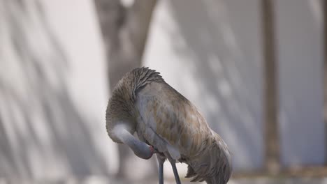 Sandhill-Crane-Acicalándose-Mientras-Está-De-Pie-Y-Mira