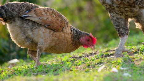 Two-brown-and-white-spotted-chickens-cockerels-walking-through-and-grazing-on-an-area-of-grass