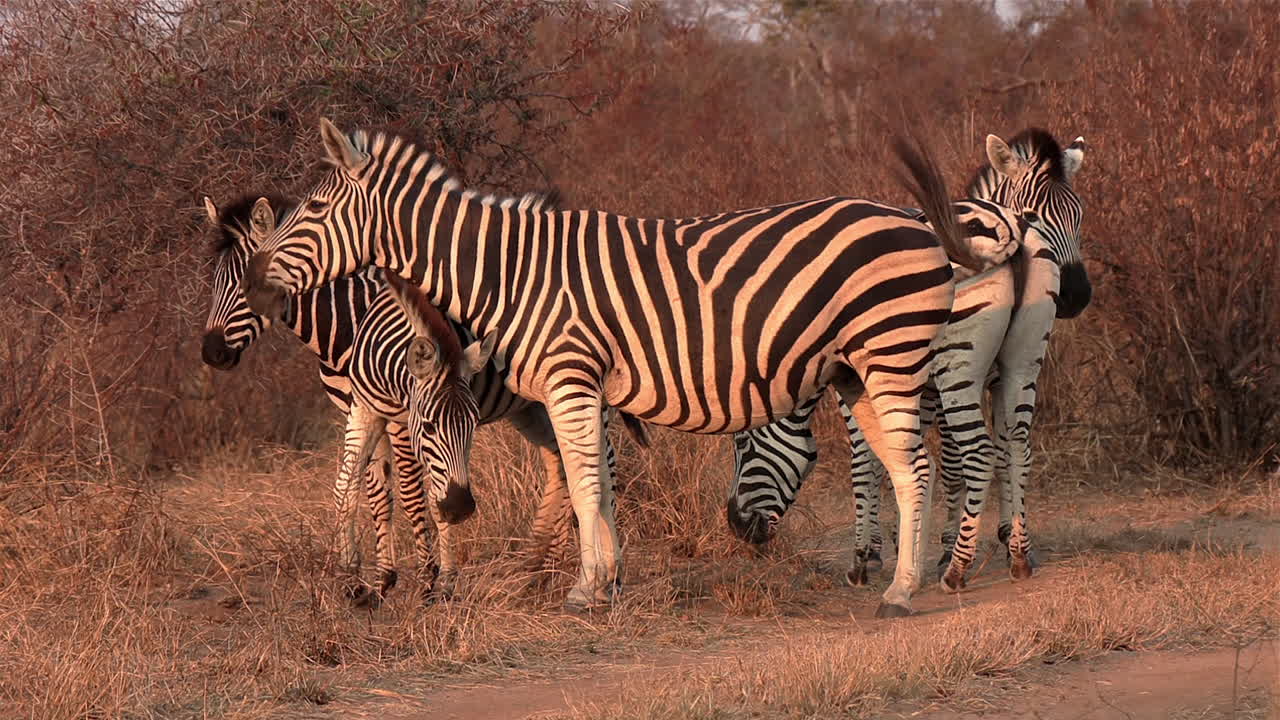 Close view of zebras swinging tails in African bushland at golden hour