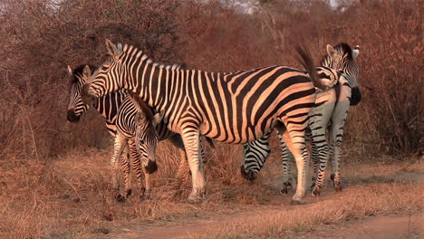 Nahaufnahme-Von-Zebras,-Die-Zur-Goldenen-Stunde-Im-Afrikanischen-Buschland-Ihre-Schwänze-Schwingen