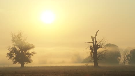 Shot-of-morning-mist-over-open-field-at-sunrise