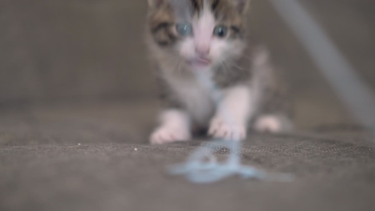 Gatito jugando con el dedo de una persona en un sofá