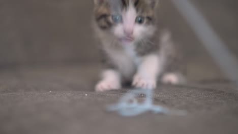 kitten playing with a person's finger on a couch