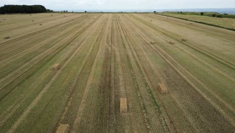 Cultivated-wheat-agricultural-field-aerial-view-passing-harvested-golden-hay-bales