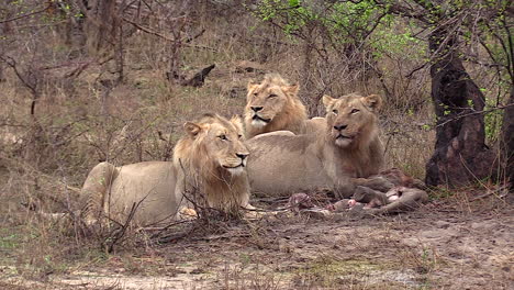 detail of three young male lions on giraffe kill